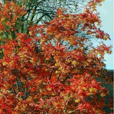 Sorbus Joseph Rock (10L pot)