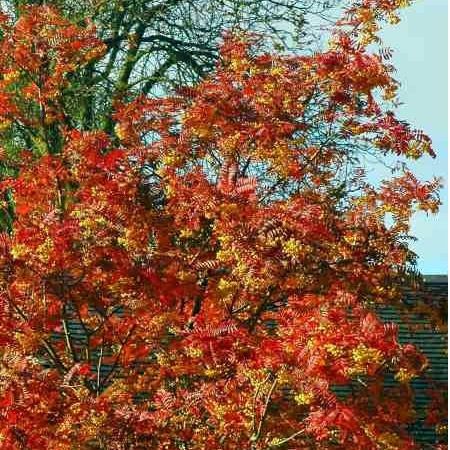 Sorbus 'Joseph Rock' (10L pot)