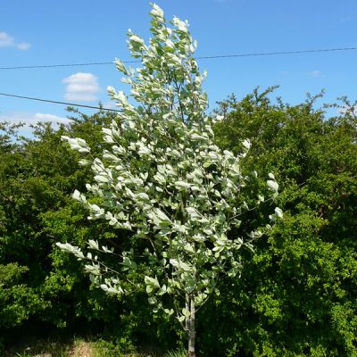 Sorbus 'Lutescens'  - Photo by RY (Ardcarne)