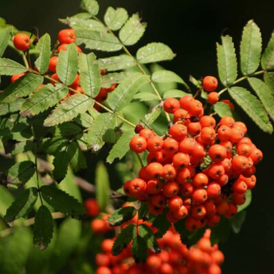 Sorbus 'Sheerwater Seedling' (10L pot)