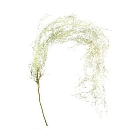 Spanish Moss Trailing Vine -Image courtesy of Sage Décor