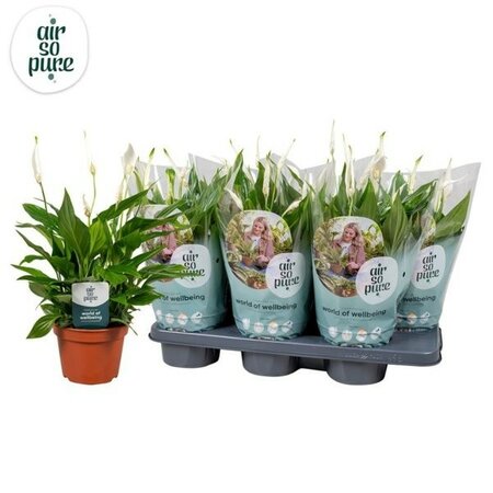 Spathiphyllum 'Pearl Cupido' - Image courtesy of Pannebakker