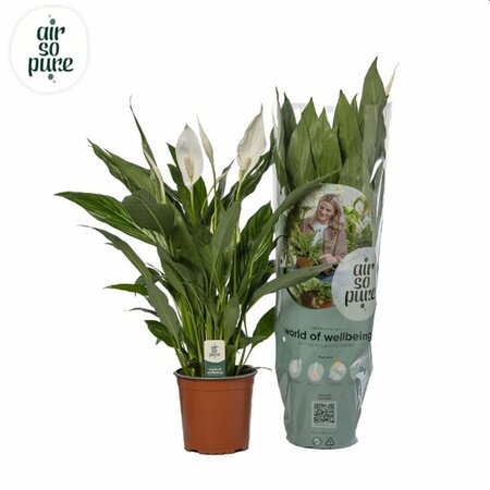 Spathiphyllum 'Silver Cupido' - Image courtesy of Pannebakker