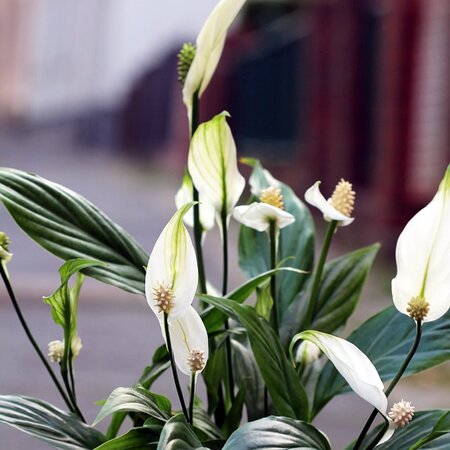 Spathiphyllum sweet ricardo - Image by Nika Akin from Pixabay