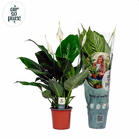 Spathiphyllum 'Sweet Silvio' (14cm pot)