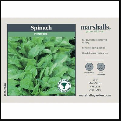 Spinach Beet Perpetual