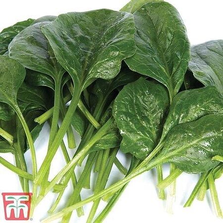 Spinach “Helios” F1 Hybrid