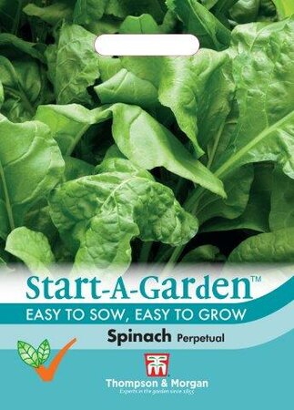 Spinach Perpetual - image 1