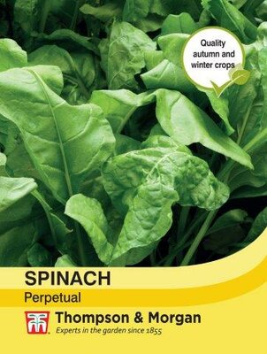 Spinach Perpetual - image 2