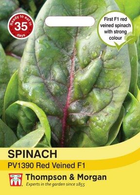 Spinach PV1390 Red Veined - image 2