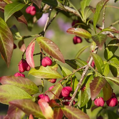 Spindle berry (Euonymus europaeus) 80-100cm Bare Root