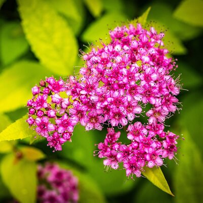 Spiraea 'Candlelight' - Image by Samuel Stone from Pixabay 