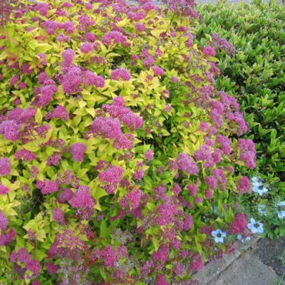 Spiraea 'Gold Mound' (3L pot)