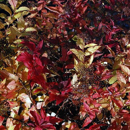 Spiraea japonica 'Firelight' (3L pot)