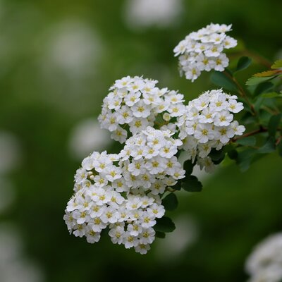 Spiraea 'June Bride' - Image by manseok Kim from Pixabay 