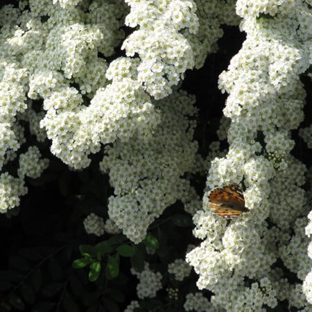 Spiraea 'Snowmound' - Photo by Leonora (Ellie) Enking (CC BY-SA 2.0)