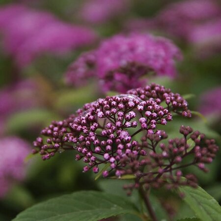 Spiraea 'Plumtastic' - Image by Andrey_and_Lesya from Pixabay  