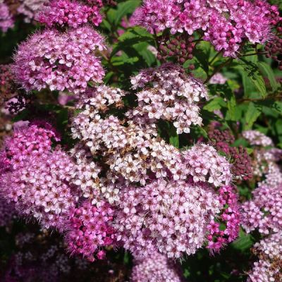Spiraea Shirobana - Image by Jürgen Köditz from Pixabay 