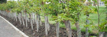 Spiral Rabbit Guards (24”)