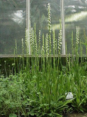 Spiranthes cernua - Photo by Kurt Stueber (CC BY-SA 3.0)