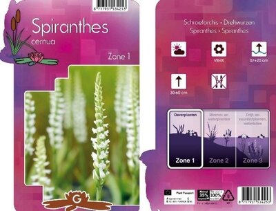 Spiranthes cernua - Image courtesy of Pannebakker