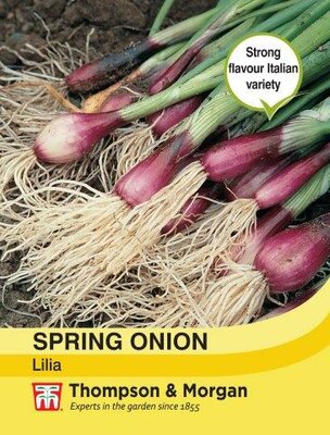 Spring Onion Lilia - image 1