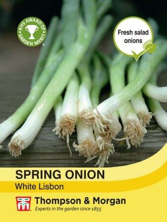 Spring Onion White Lisbon - image 1