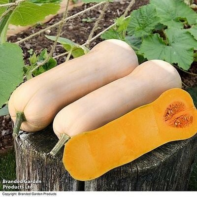 Squash 'Butternut Betternut' - Image courtesy of Thompson & Morgan