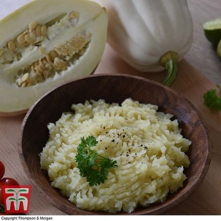 Squash 'Mashed Potato' (12 Seeds)