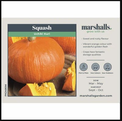 Squash Uchiki Kuri - image 1