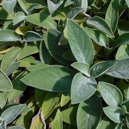 Stachys 'Big Ears' - Photo by Salicyna (CC BY-SA 4.0)