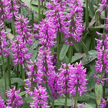 Stachys 'Hummelo' - Public image extract here under fair use