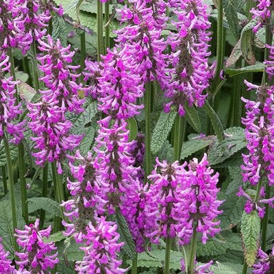 Stachys 'Hummelo' - Public image extract here under fair use