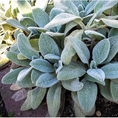 Stachys “Silver Carpet” - Photo by Plenuska (CC BY-SA 4.0)