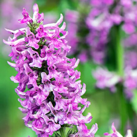 Stachys 'Summer Grapes' - Public Image here under fair use