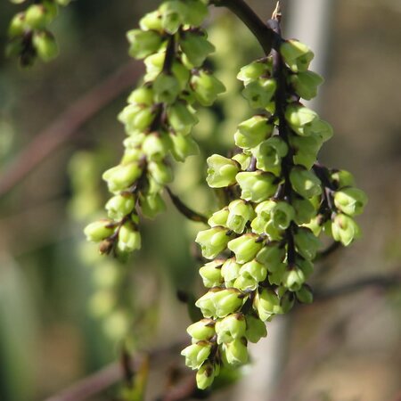 Stachyurus 'Celina' - Photo by peganum (CC BY-SA 2.0)