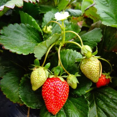 Stawberry 'Ostara' - Image by alyssapy from Pixabay 