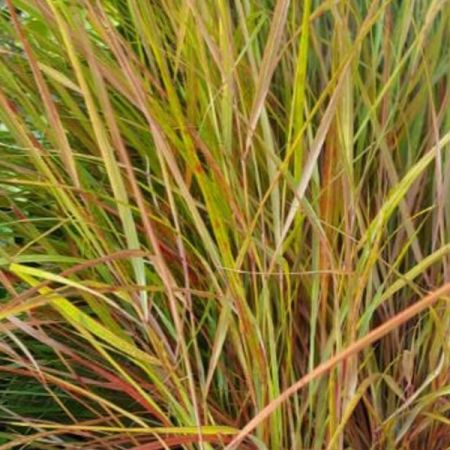 Stipa arundinacea