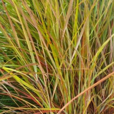 Stipa arundinacea
