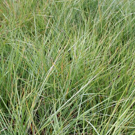 Stipa gigantea (3L pot)