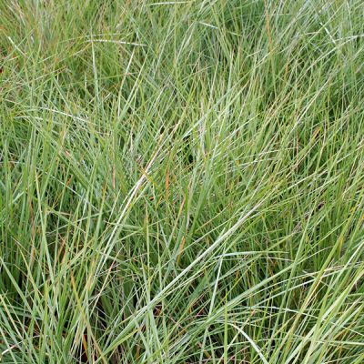 Stipa gigantea (3L pot)