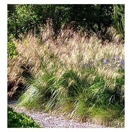 Stipa gigantea (2L pot)