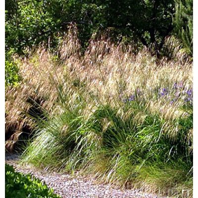 Stipa gigantea (2L pot)