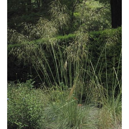 Stipa gigantea - Photo by A. Barra  (CC BY-SA 3.0)