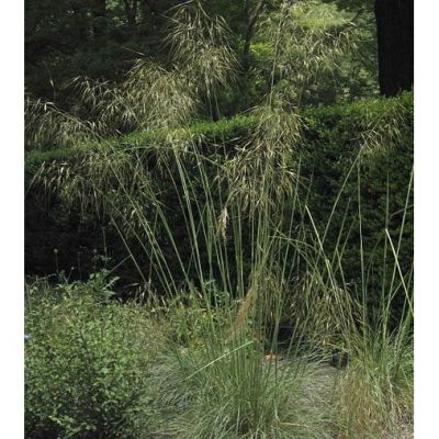 Stipa Gigantea - Photo by A. Barra (CC BY-SA 3.0)