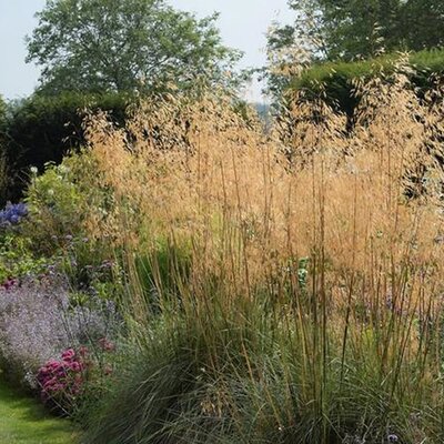 Stipa gigantea (3L pot)