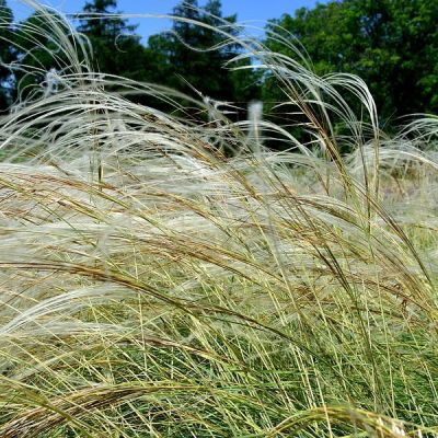 Stipa Pony Tails - Image by Юрий Яковлев from Pixabay 