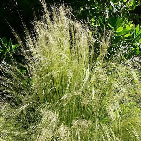 Stipa Tenuissima 'Pony Tails' - Photo by Stan Shebs (GFDL)