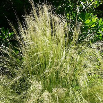 Stipa 'Pony Tails' (1L pot)