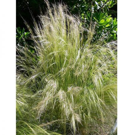 Stipa tenuissima 'Pony Tails' - Photo by Stan Shebs(CC BY-SA 3.0)